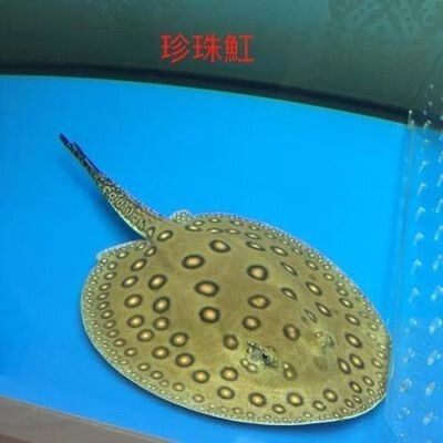 魟魚黑金最簡單三個步驟圖片【《魟魚黑金最簡單三個步驟圖片》】