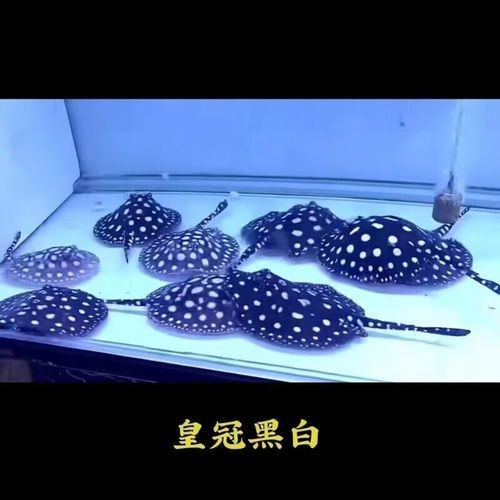 魟魚黑金最簡單三個步驟圖片【《魟魚黑金最簡單三個步驟圖片》】