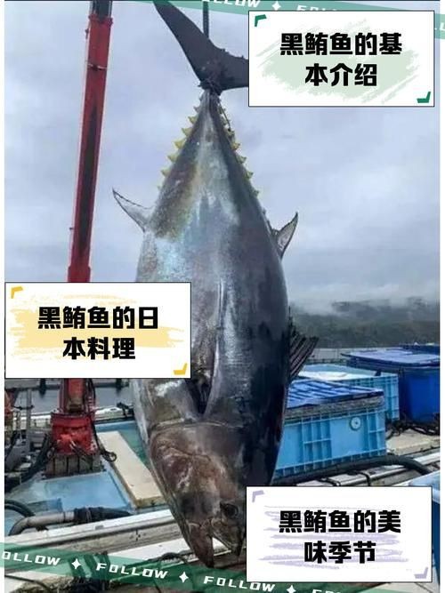魟魚黑金最簡單三個步驟圖片【《魟魚黑金最簡單三個步驟圖片》】