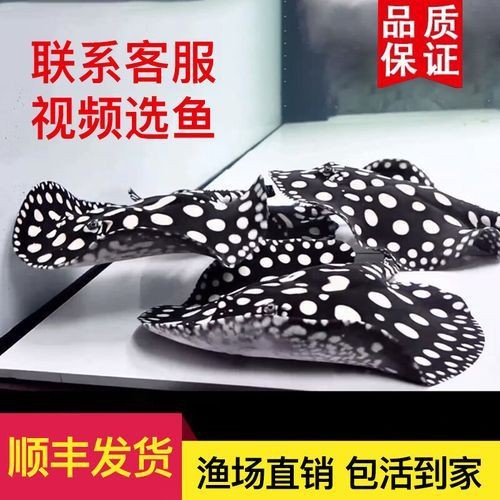 魟魚黑金最簡單三個步驟圖片【《魟魚黑金最簡單三個步驟圖片》】