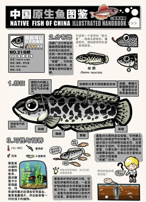 魟魚黑金最簡單三個步驟圖片【《魟魚黑金最簡單三個步驟圖片》】