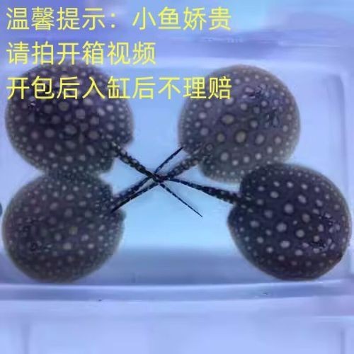 魟魚黑金最簡單三個步驟圖片【《魟魚黑金最簡單三個步驟圖片》】