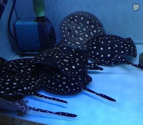 魟魚黑金最簡單三個步驟圖片【《魟魚黑金最簡單三個步驟圖片》】