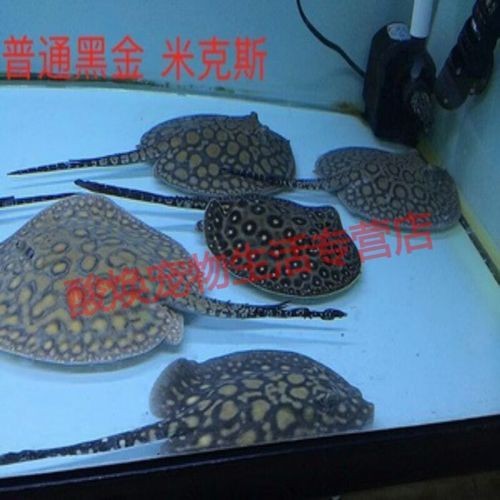 魟魚黑金最簡單三個步驟圖片【《魟魚黑金最簡單三個步驟圖片》】