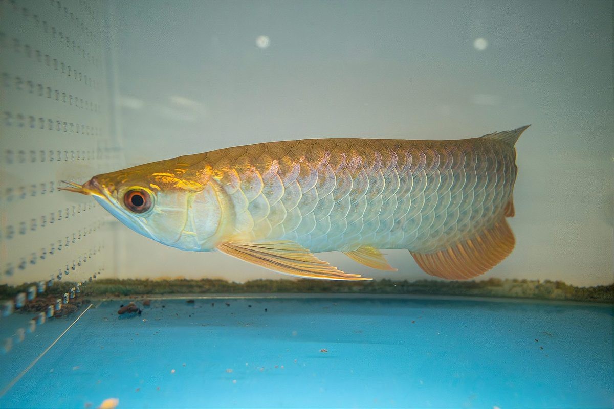 龍魚入缸后多久才算穩(wěn)定【龍魚入缸后多久能適應氧寵博士】