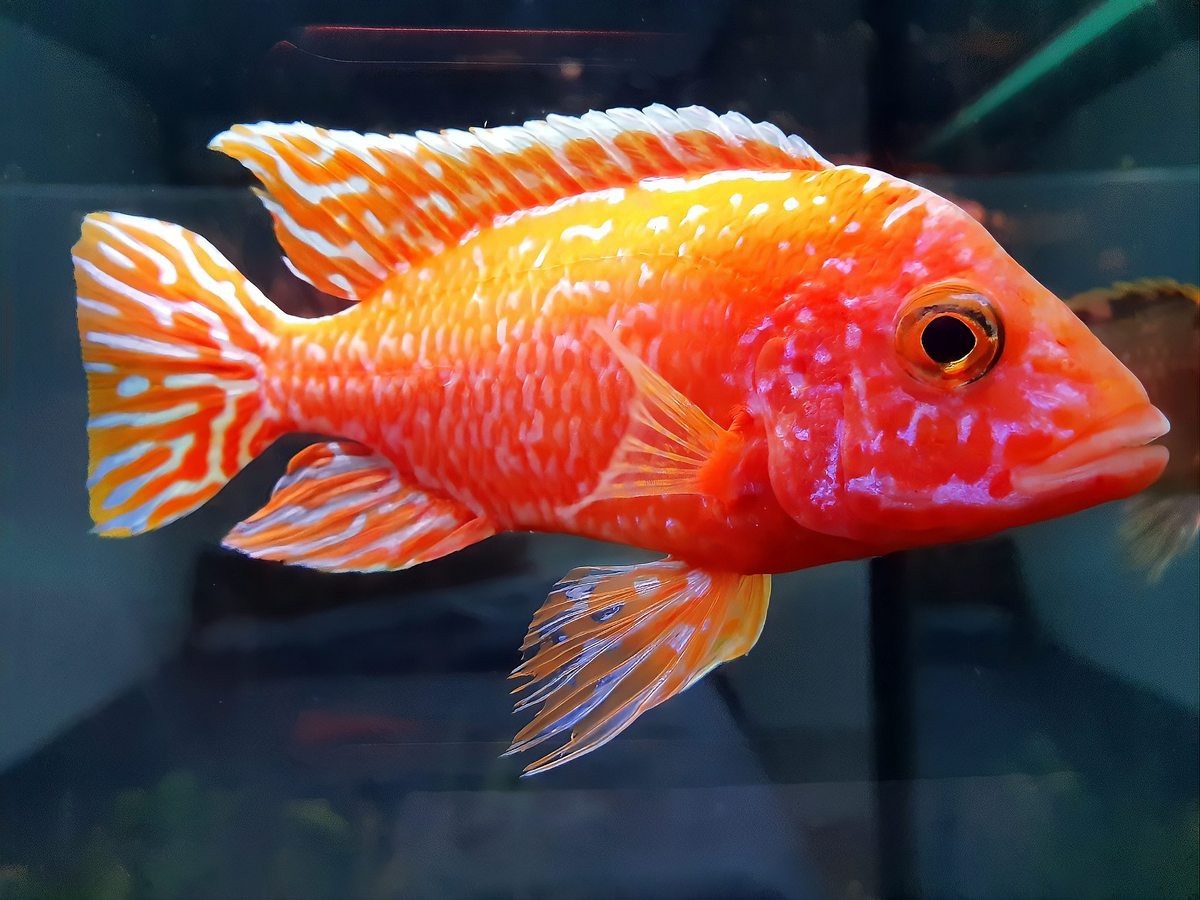 龍魚入缸后多久才算穩(wěn)定【龍魚入缸后多久能適應氧寵博士】