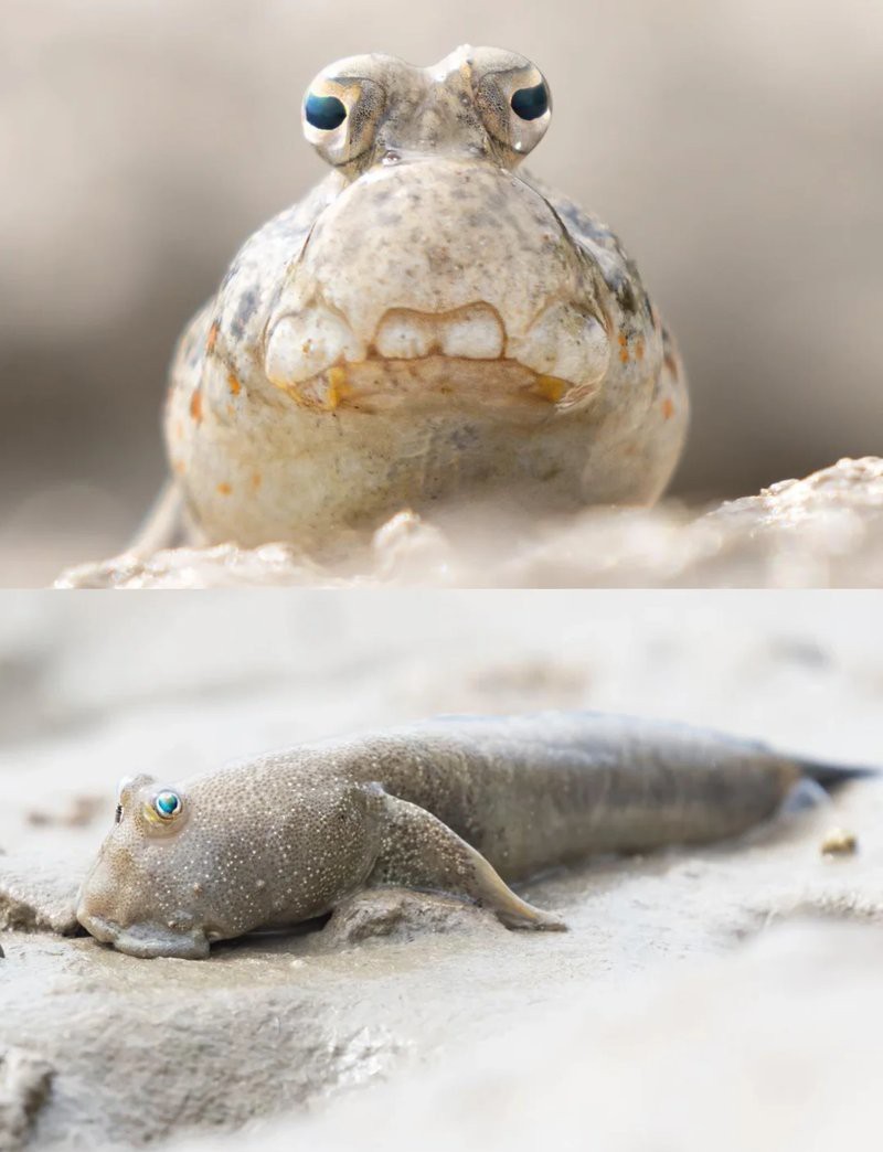 彈涂魚養久了會得白血病嗎【彈涂魚會得白血病嗎？】