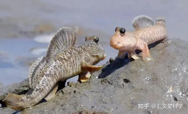彈涂魚養久了會得白血病嗎【彈涂魚會得白血病嗎？】