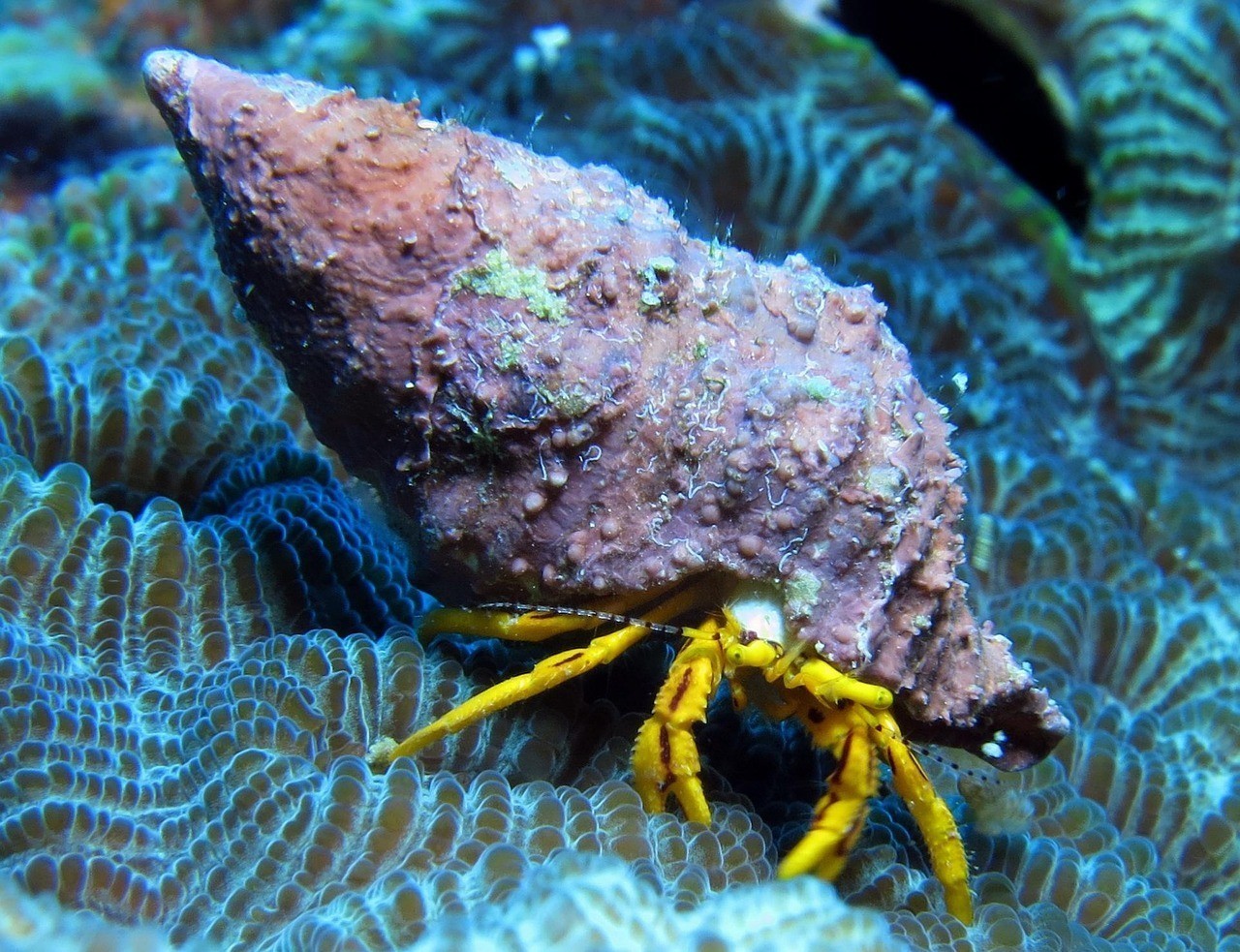 龍魚腸炎用什么藥效果好【治療龍魚腸炎用什么藥效果好，龍魚腸炎用什么藥效果好】