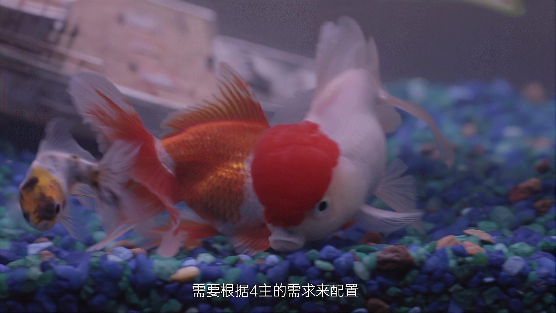 金魚缸燈光用什么顏色好【金魚缸燈光顏色怎么選擇】