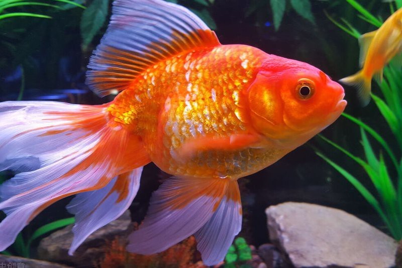 金魚缸燈光用什么顏色好【金魚缸燈光顏色怎么選擇】