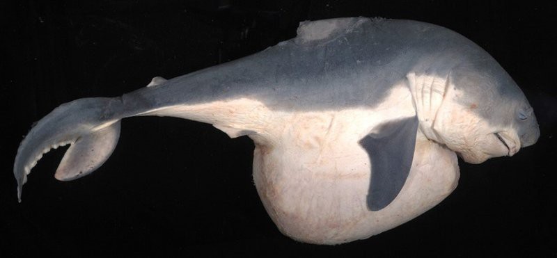 水族館2024年最新消息今天【沖繩美麗海水族館榮獲2024年度日本動物園水族館協(xié)會技術研究表彰】