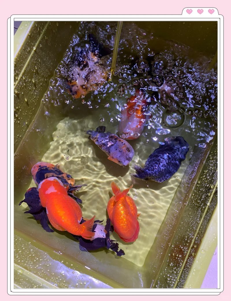女王大帆可以用高錳檢疫嗎【女王大帆魚高錳酸鉀檢疫全攻略】