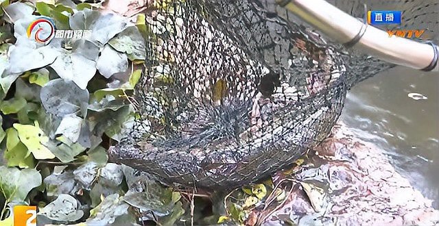 鱷雀鱔有天敵嗎【入侵物種之鱷雀鱔，沒天敵且兇猛】 鱷雀鱔有天敵嗎【入侵物種之鱷雀鱔，沒天敵且兇猛】 龍魚論壇 第9張