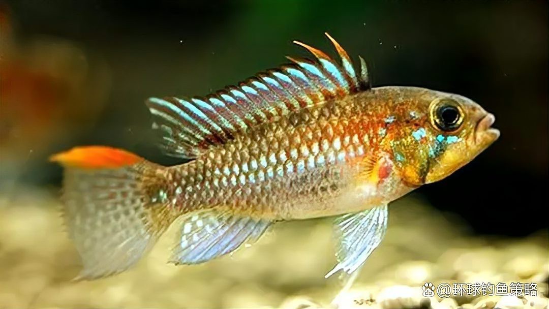 飛鳳魚(yú)能長(zhǎng)多大【飛鳳魚(yú)生長(zhǎng)習(xí)性問(wèn)醫(yī)通】 飛鳳魚(yú)能長(zhǎng)多大【飛鳳魚(yú)生長(zhǎng)習(xí)性問(wèn)醫(yī)通】 龍魚(yú)論壇 第3張