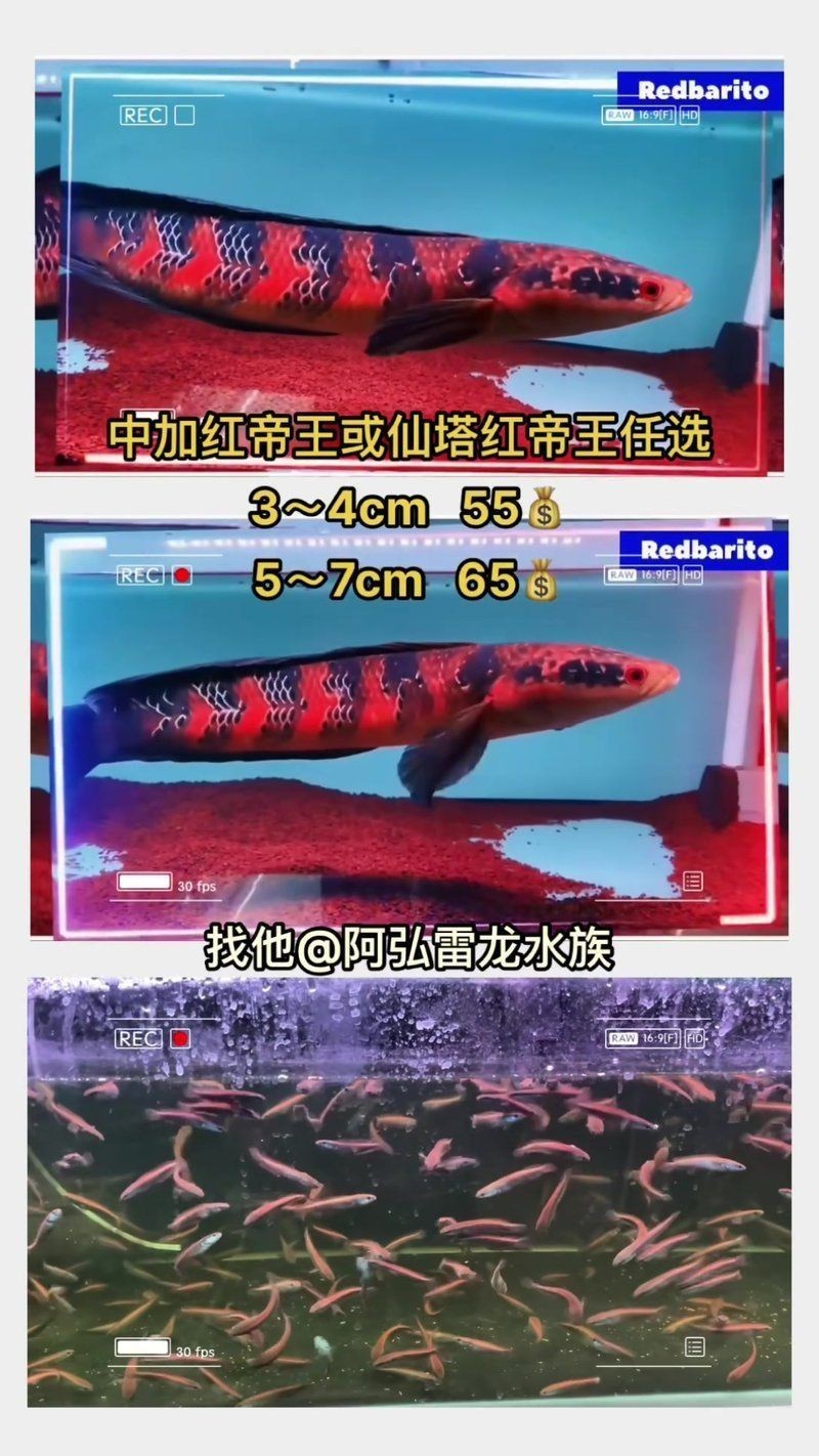 紅帝王雷龍魚哪個品種好【紅帝王雷龍魚品種多樣，血紅雷龍魚體型較大，可達40厘米】
