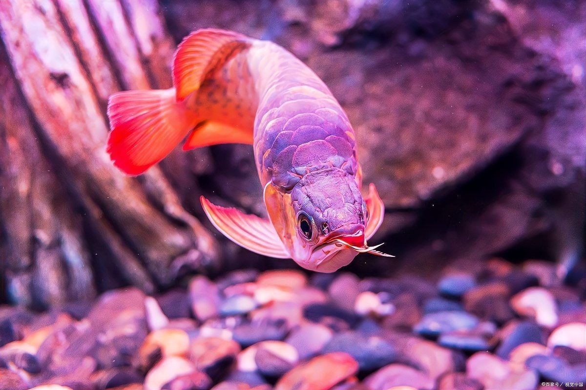 紅龍魚貴嗎？【世界上最貴的魚，價格高達五百萬，回顧108萬買一條魚】