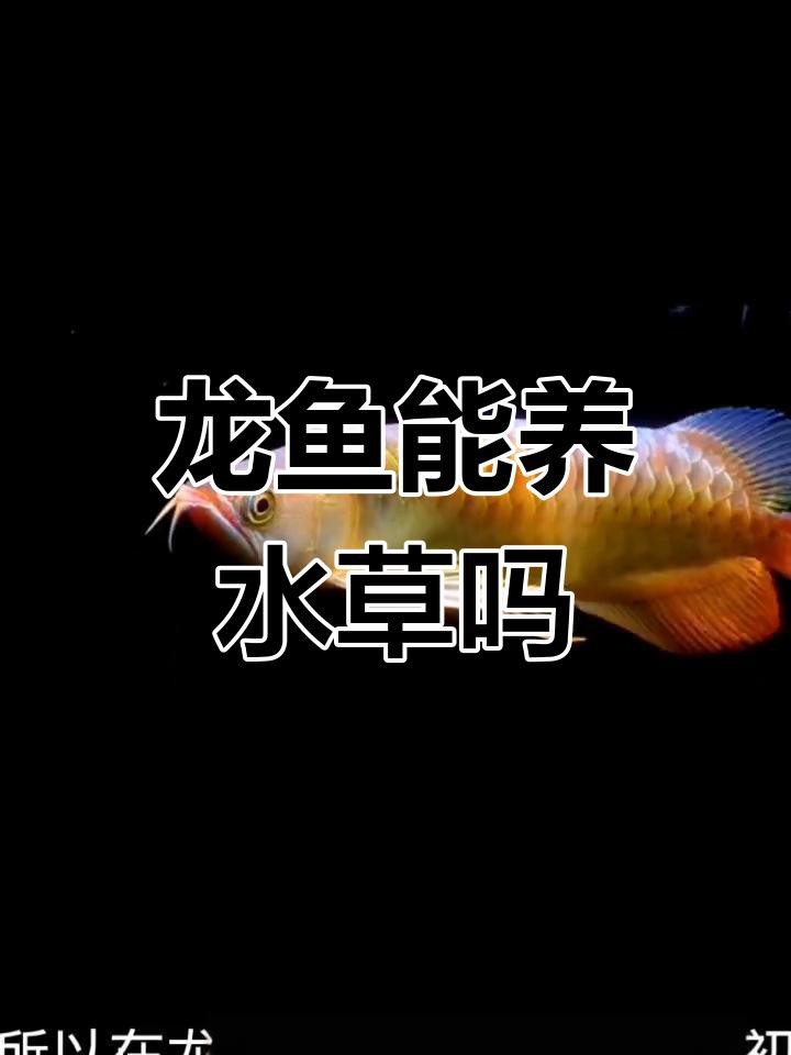 龍魚與水草共養需要哪些設備【龍魚與水草共養的技巧】 龍魚與水草共養需要哪些設備【龍魚與水草共養的技巧】 龍魚論壇 第5張