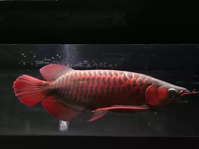 紅龍魚最好的三個顏色【紅龍魚發(fā)色大揭秘】