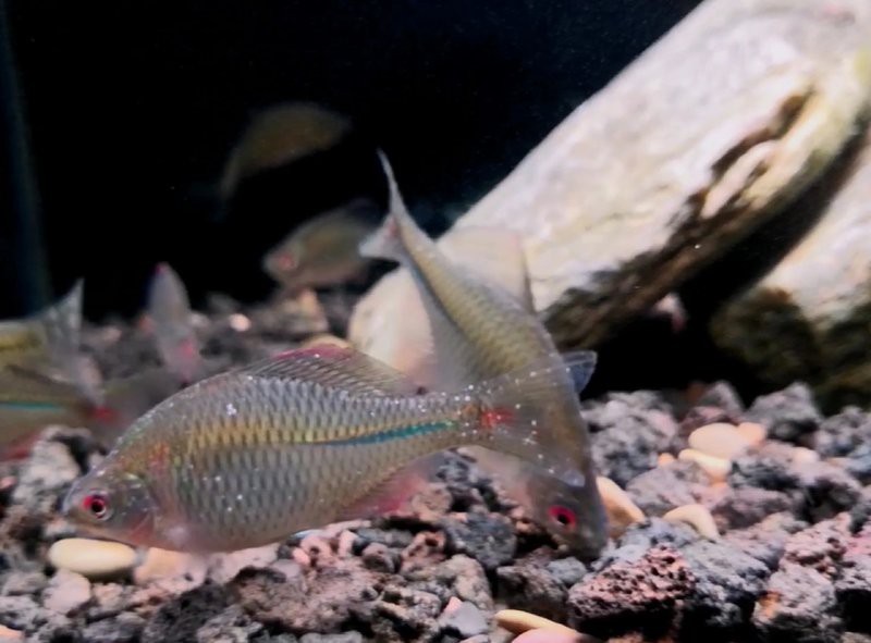鳑鲏魚白點病圖片【[需手動填充][需手動填充]魚白點病的治療全攻略】 鳑鲏魚白點病圖片【[需手動填充][需手動填充]魚白點病的治療全攻略】 龍魚論壇 第6張