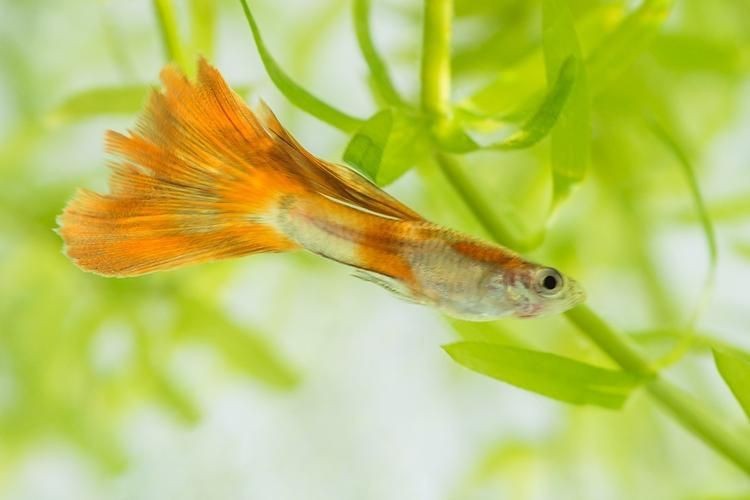 火炬魚圖片【《探秘火炬魚：獨(dú)特外形與神秘生態(tài)》】