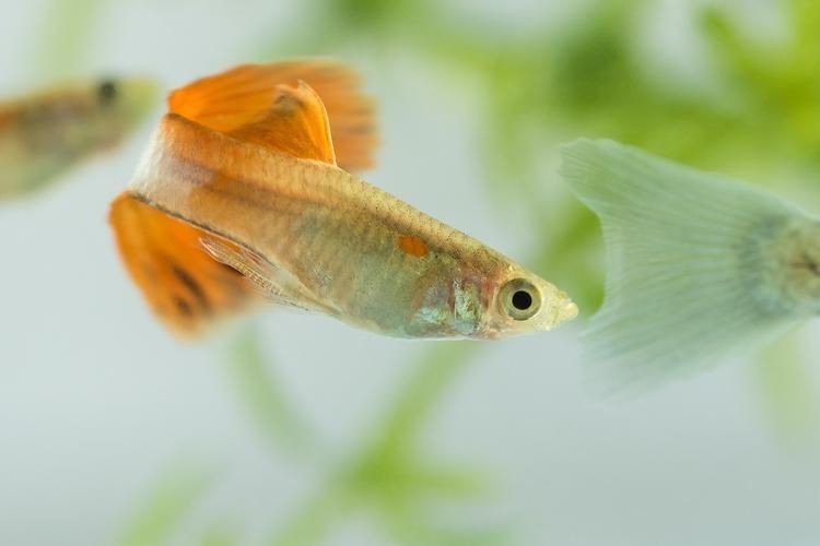 火炬魚圖片【《探秘火炬魚：獨特外形與神秘生態》】