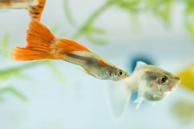 火炬魚圖片【《探秘火炬魚：獨(dú)特外形與神秘生態(tài)》】