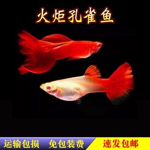 龍魚腮蓋鼓起來是由于多種原因造成的，如何預(yù)防龍魚腮蓋鼓起來，龍魚翻鰓后需要多久恢復(fù)？如何預(yù)防龍魚腮蓋鼓起來？