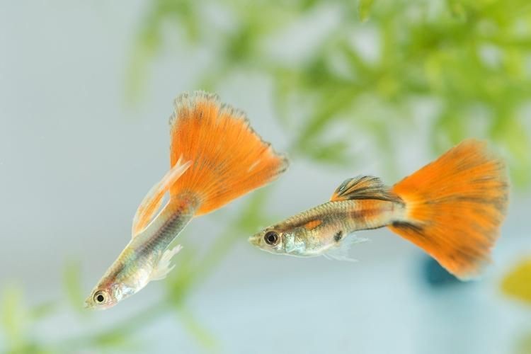 火炬魚圖片【《探秘火炬魚：獨(dú)特外形與神秘生態(tài)》】