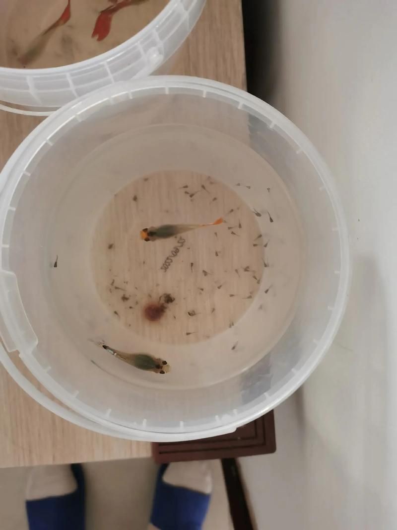 火炬魚圖片【《探秘火炬魚：獨(dú)特外形與神秘生態(tài)》】