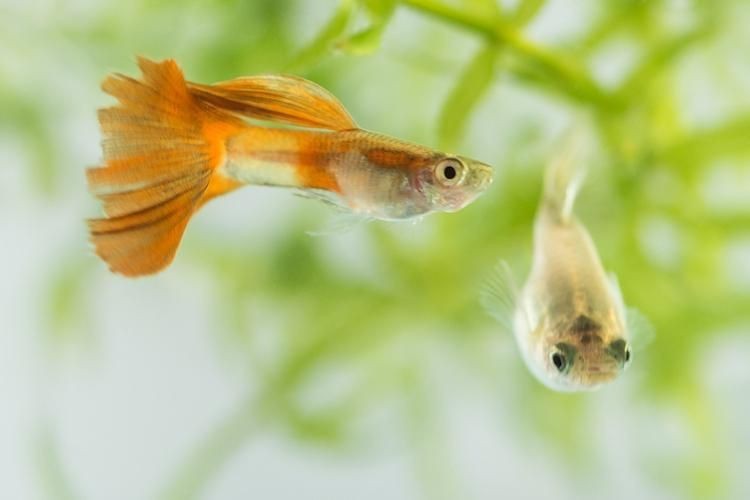 火炬魚圖片【《探秘火炬魚：獨(dú)特外形與神秘生態(tài)》】