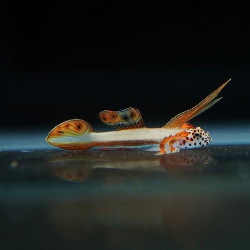 火炬魚圖片【《探秘火炬魚：獨(dú)特外形與神秘生態(tài)》】