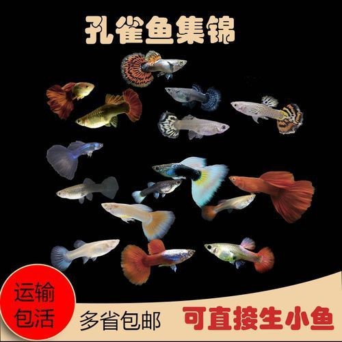 火炬魚圖片【《探秘火炬魚：獨(dú)特外形與神秘生態(tài)》】