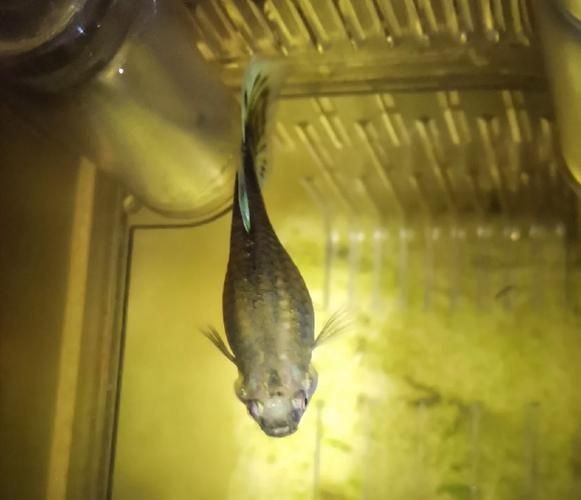 火炬魚圖片【《探秘火炬魚：獨(dú)特外形與神秘生態(tài)》】