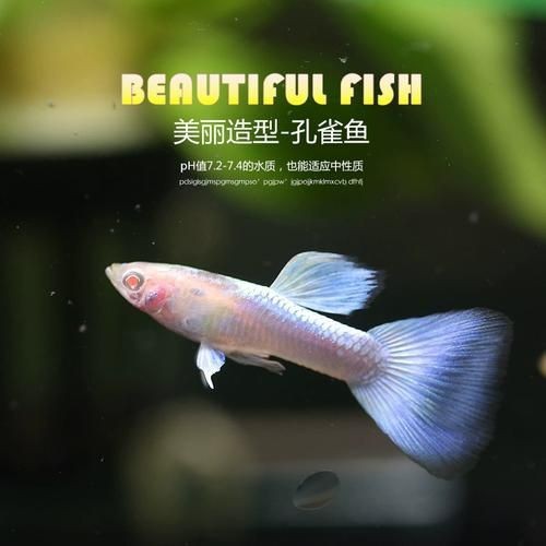 火炬魚圖片【《探秘火炬魚：獨(dú)特外形與神秘生態(tài)》】