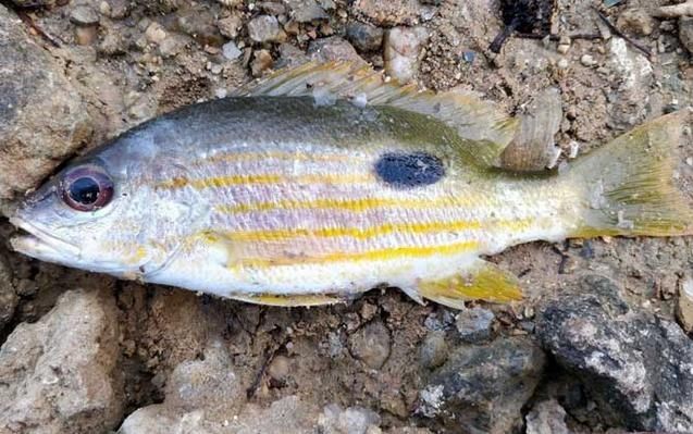 龍魚腮蓋鼓起來是由于多種原因造成的，如何預(yù)防龍魚腮蓋鼓起來，龍魚翻鰓后需要多久恢復(fù)？如何預(yù)防龍魚腮蓋鼓起來？
