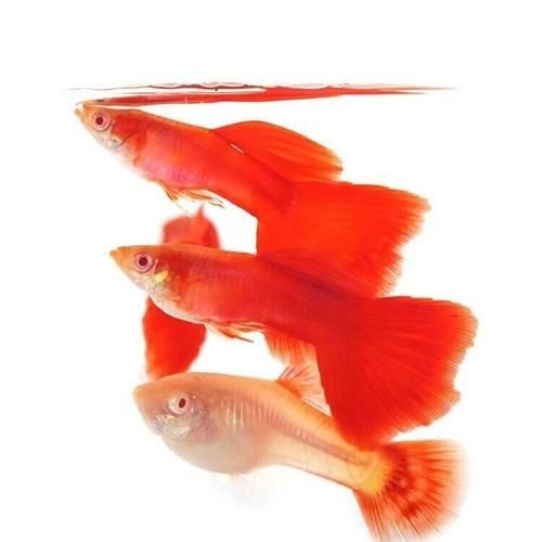 火炬魚圖片【《探秘火炬魚：獨(dú)特外形與神秘生態(tài)》】