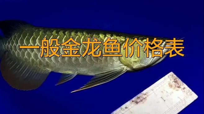金龍魚24k價格【《金龍魚24k價格相關摘要》】 金龍魚24k價格【《金龍魚24k價格相關摘要》】 龍魚論壇 第2張