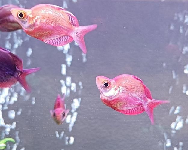 紅美人魚圖片【紅美人魚的下半身究竟是什么魚紅發美人魚壁紙愛麗兒】 紅美人魚圖片【紅美人魚的下半身究竟是什么魚紅發美人魚壁紙愛麗兒】 龍魚論壇 第13張