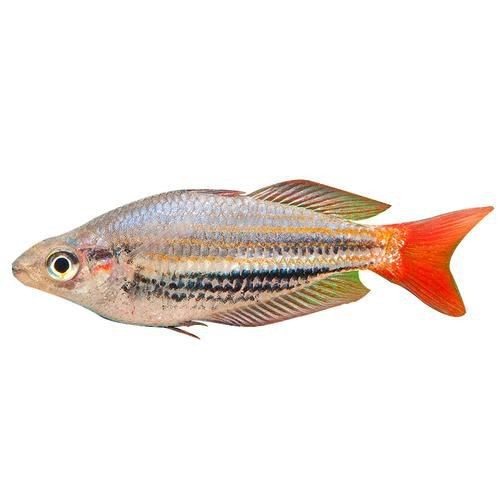 紅美人魚圖片【紅美人魚的下半身究竟是什么魚紅發美人魚壁紙愛麗兒】 紅美人魚圖片【紅美人魚的下半身究竟是什么魚紅發美人魚壁紙愛麗兒】 龍魚論壇 第20張