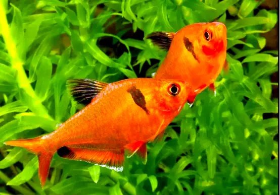 粉紅扯旗魚【《粉紅扯旗魚：獨特而迷人的水族精靈》】