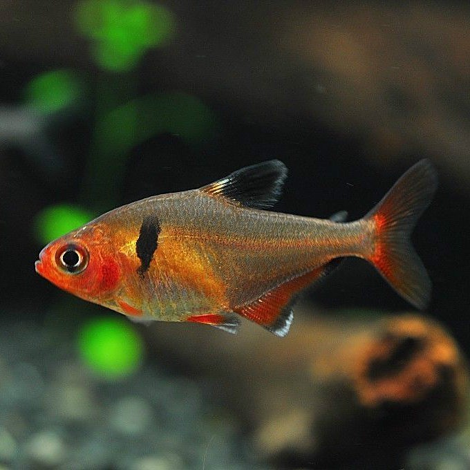 粉紅扯旗魚【《粉紅扯旗魚：獨特而迷人的水族精靈》】