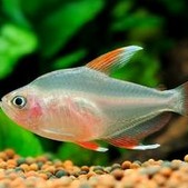 粉紅扯旗魚【《粉紅扯旗魚：獨特而迷人的水族精靈》】