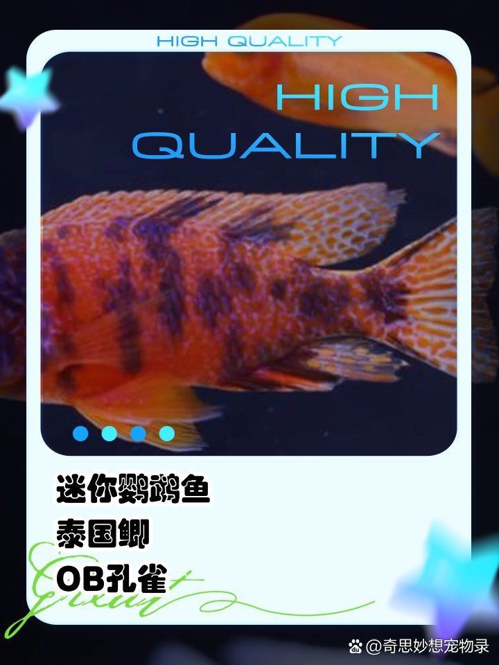 紅寶石魚跟什么魚混養【紅寶石魚可以和什么魚混養】 紅寶石魚跟什么魚混養【紅寶石魚可以和什么魚混養】 龍魚論壇 第2張