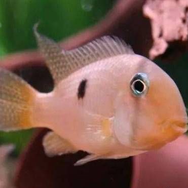 紅寶石魚跟什么魚混養【紅寶石魚可以和什么魚混養】 紅寶石魚跟什么魚混養【紅寶石魚可以和什么魚混養】 龍魚論壇 第13張