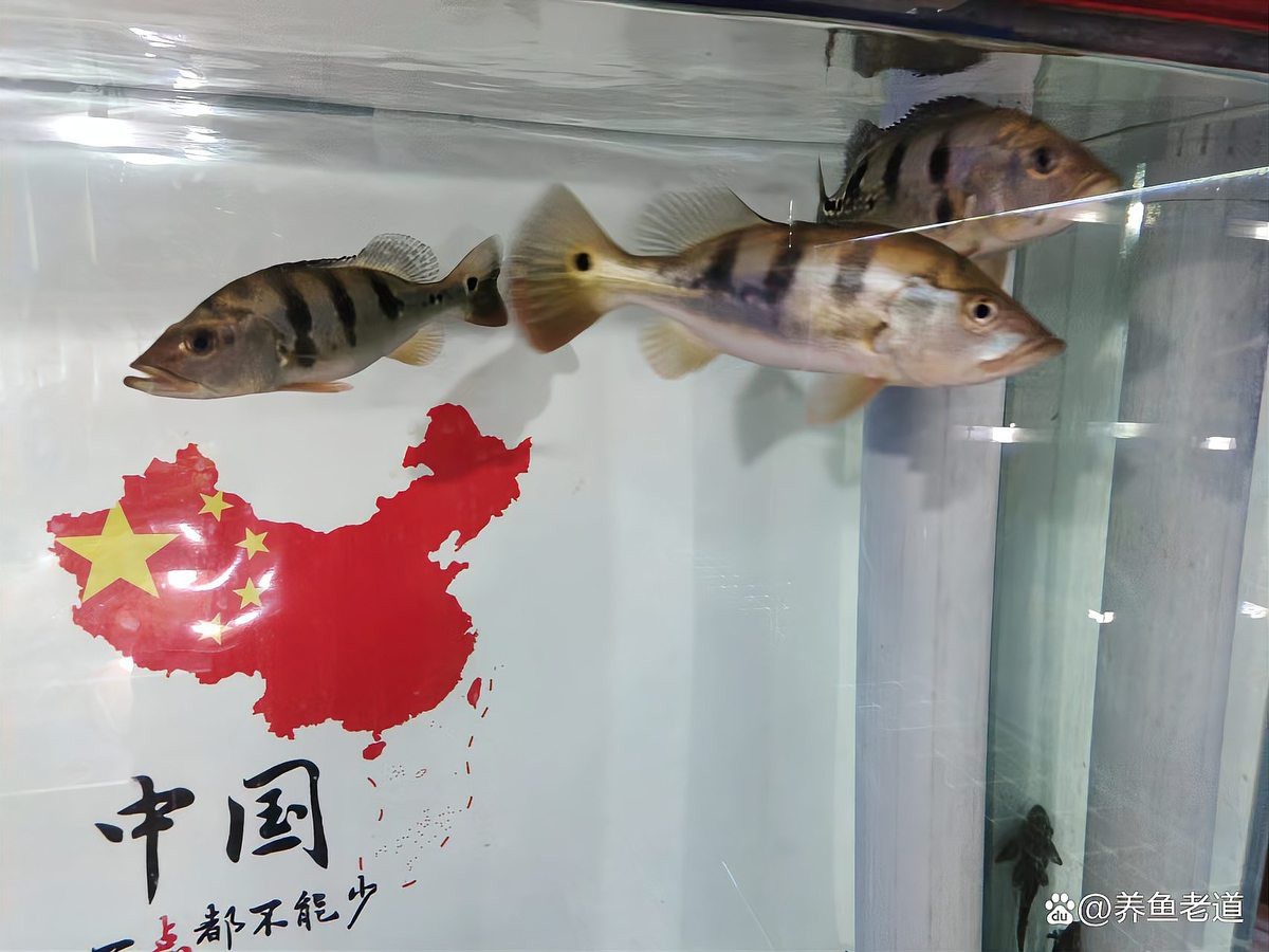 龍魚換缸后多久穩定【@小魚兒天地的動態小魚兒天地動態小魚兒天地】