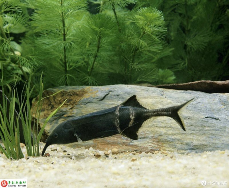 水鼻子魚(yú)可以人工飼養(yǎng)不【水鼻子魚(yú)人工飼養(yǎng)4種不難養(yǎng)，看看有沒(méi)有你中意的草缸養(yǎng)魚(yú)蝦】