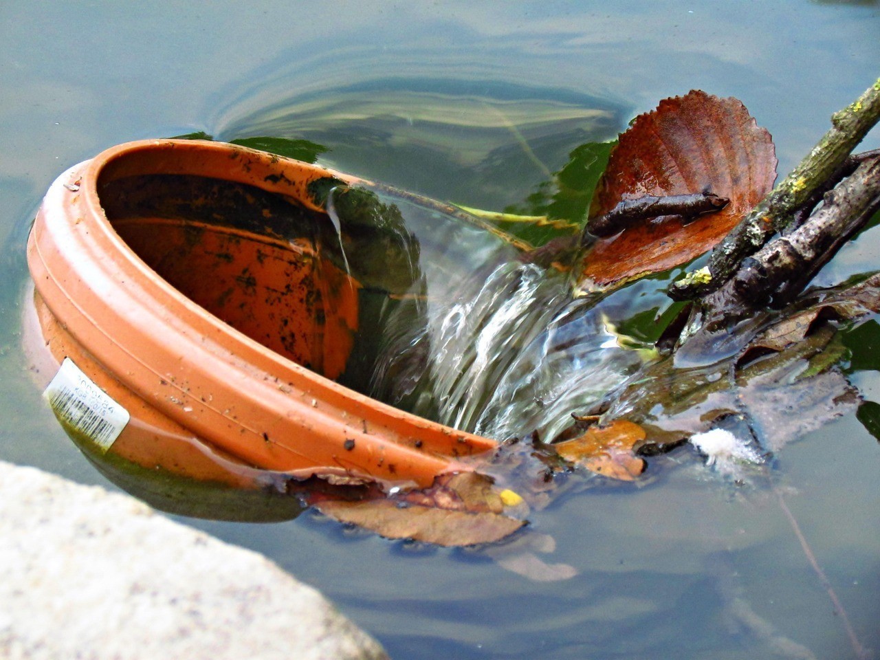 怎么判斷龍魚腹水圖片【龍魚變得渾濁、腹部腫脹對外界的刺激反應如何判斷？】