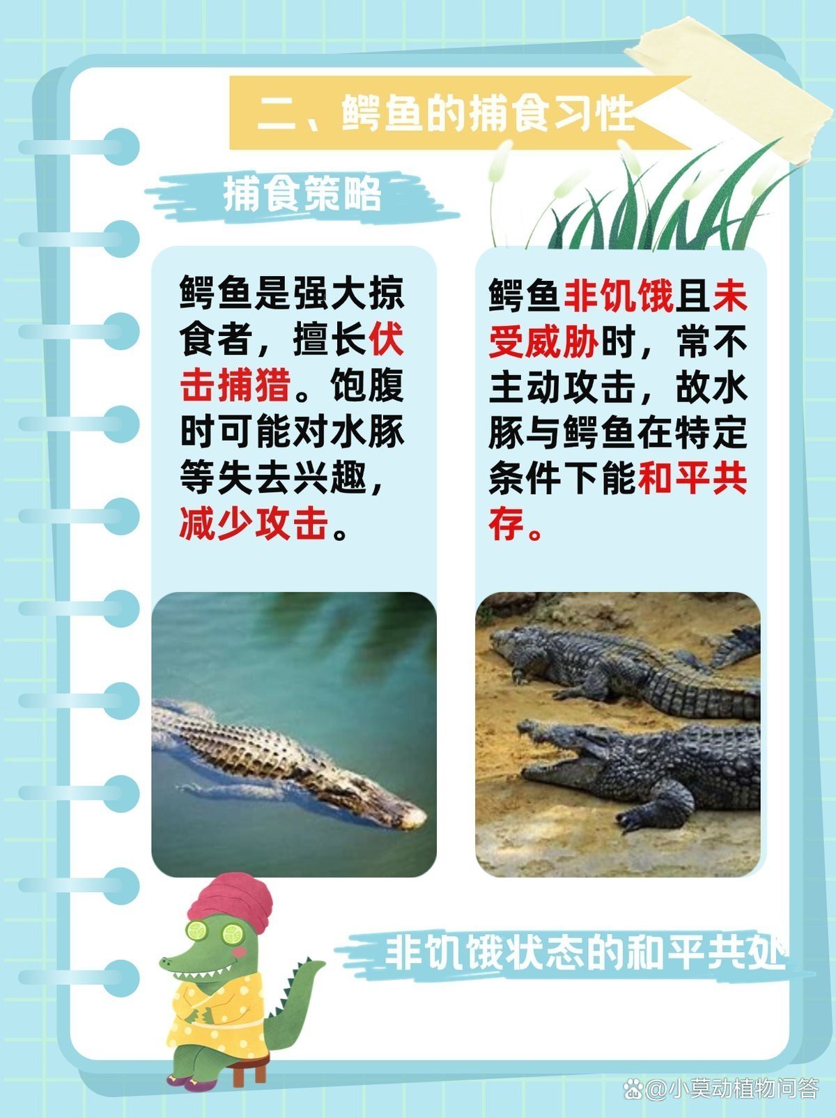 水豚為啥會(huì)騎在鱷魚(yú)身上【水豚與鱷魚(yú)的奇妙共存】
