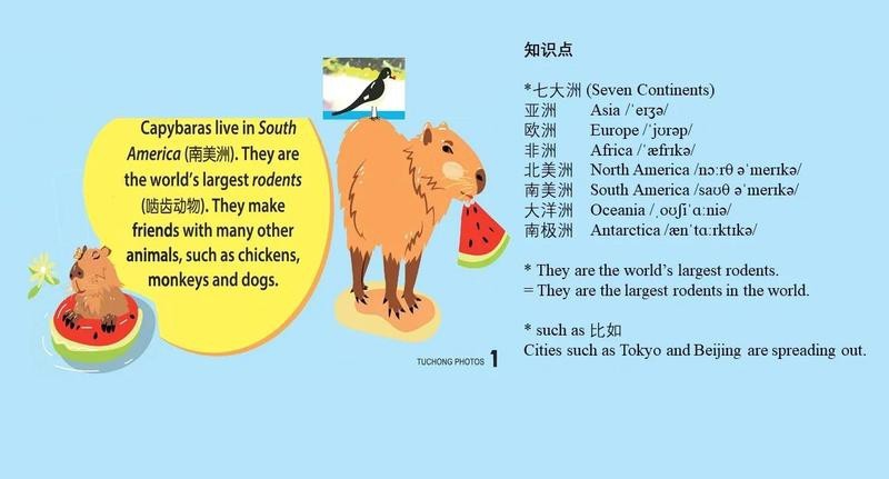水豚為啥會(huì)騎在鱷魚(yú)身上【水豚與鱷魚(yú)的奇妙共存】